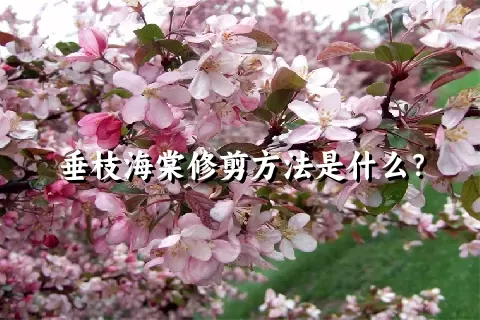 垂枝海棠修剪方法是什么？
