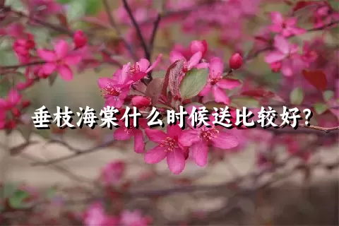 垂枝海棠什么时候送比较好？