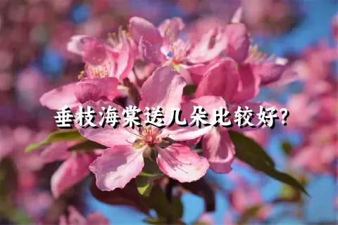 垂枝海棠送几朵比较好？