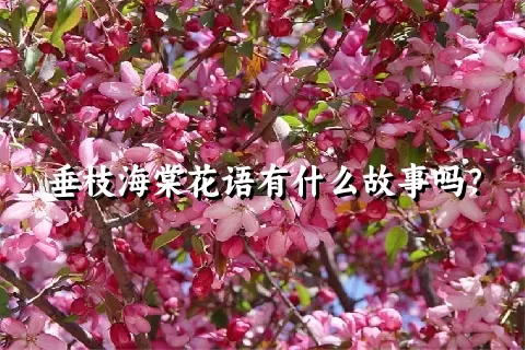 垂枝海棠花语有什么故事吗？