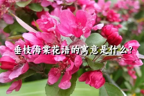 垂枝海棠花语的寓意是什么？