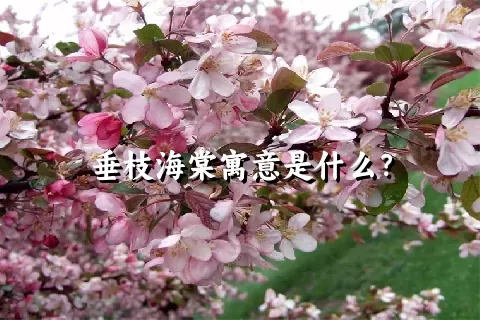 垂枝海棠寓意是什么？