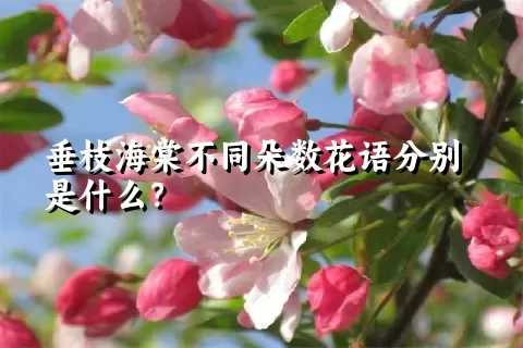 垂枝海棠不同朵数花语分别是什么？