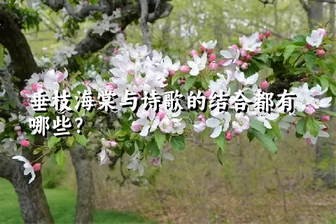 垂枝海棠与诗歌的结合都有哪些？