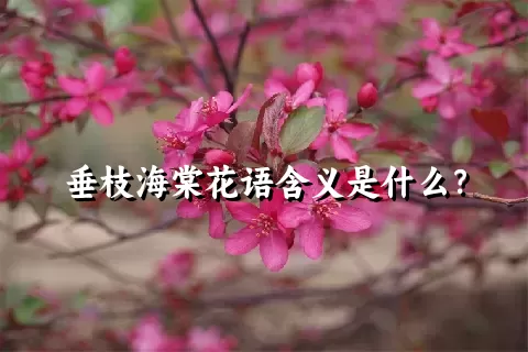 垂枝海棠花语含义是什么？