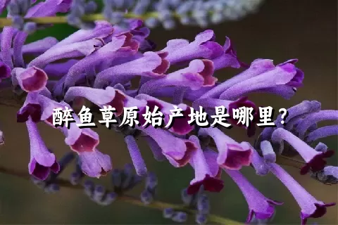 醉鱼草原始产地是哪里？