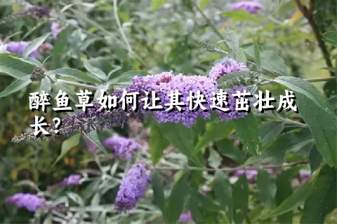 醉鱼草如何让其快速茁壮成长？