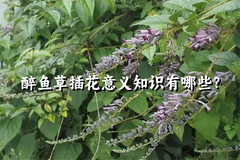 醉鱼草插花意义知识有哪些？