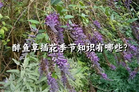 醉鱼草插花季节知识有哪些？