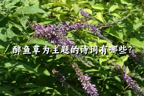 醉鱼草为主题的诗词有哪些？