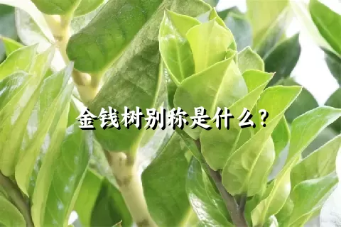 金钱树别称是什么？