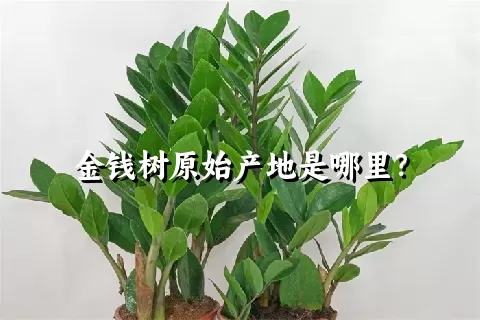 金钱树原始产地是哪里？