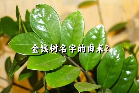 金钱树名字的由来？