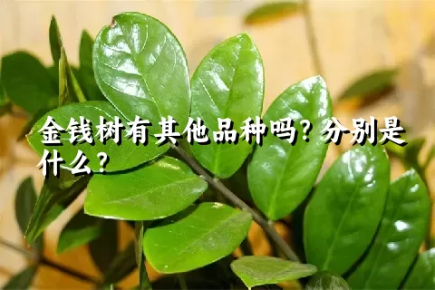 金钱树有其他品种吗？分别是什么？
