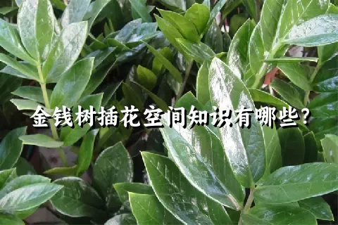 金钱树插花空间知识有哪些？