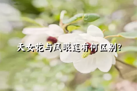 天女花与凤眼莲有何区别？
