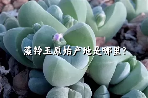 藻铃玉原始产地是哪里？