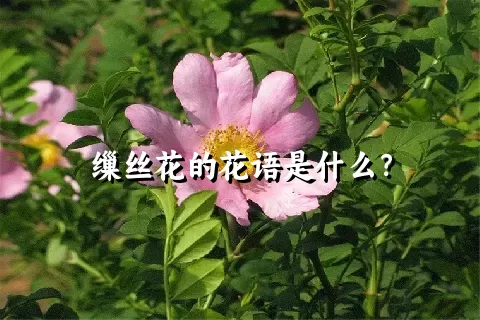 缫丝花的花语是什么？