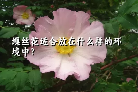 缫丝花适合放在什么样的环境中？