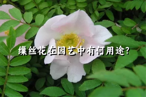 缫丝花在园艺中有何用途？