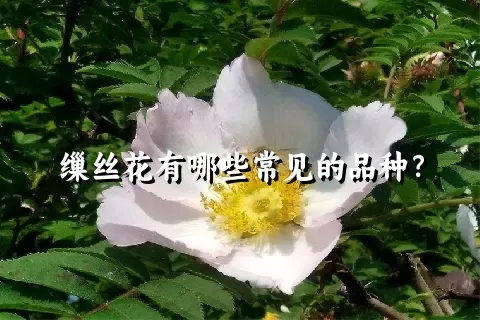 缫丝花有哪些常见的品种？