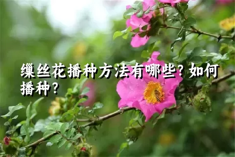缫丝花播种方法有哪些？如何播种？