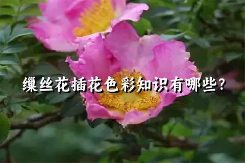 缫丝花插花色彩知识有哪些？