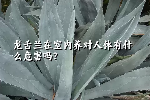 龙舌兰在室内养对人体有什么危害吗？