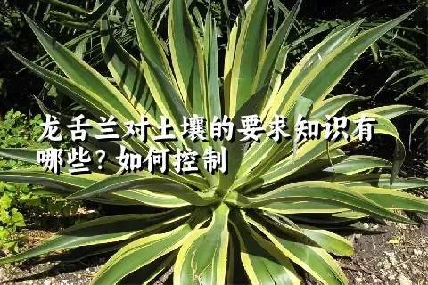 龙舌兰对土壤的要求知识有哪些？如何控制