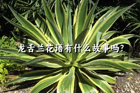 龙舌兰花语有什么故事吗？