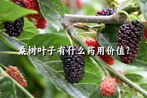 桑树叶子有什么药用价值？