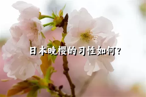日本晚樱的习性如何？