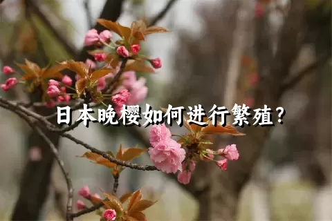 日本晚樱如何进行繁殖？