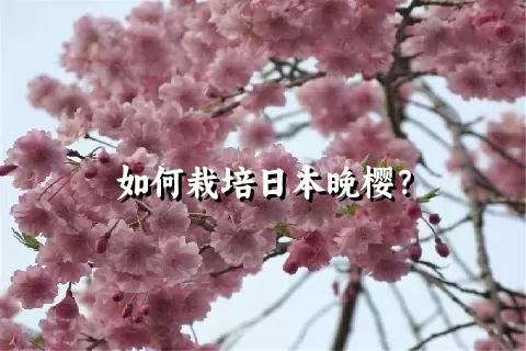 如何栽培日本晚樱？