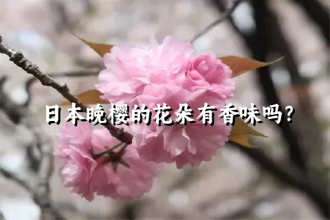 日本晚樱的花朵有香味吗？