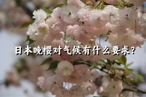日本晚樱对气候有什么要求？