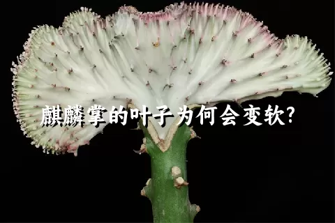 麒麟掌的叶子为何会变软?