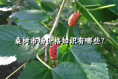 桑树市场价格知识有哪些？