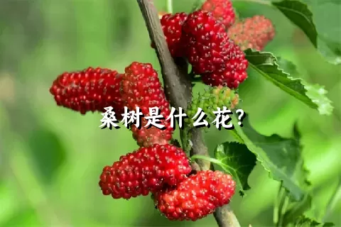 桑树是什么花？