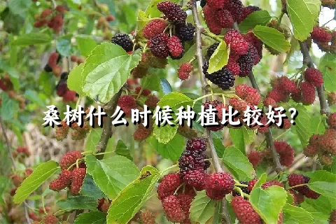 桑树什么时候种植比较好？