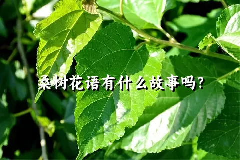 桑树花语有什么故事吗？