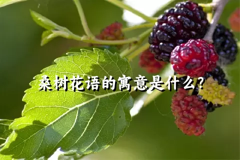 桑树花语的寓意是什么？