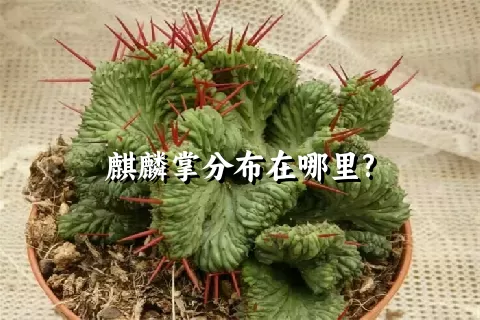 麒麟掌分布在哪里?