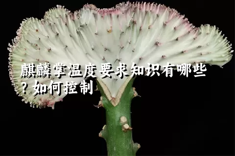 麒麟掌温度要求知识有哪些？如何控制