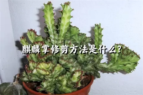 麒麟掌修剪方法是什么？