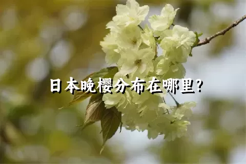 日本晚樱分布在哪里?