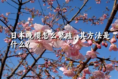 日本晚樱怎么繁殖，其方法是什么？