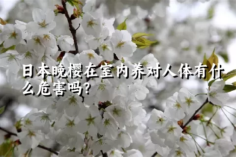 日本晚樱在室内养对人体有什么危害吗？