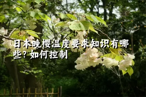 日本晚樱温度要求知识有哪些？如何控制