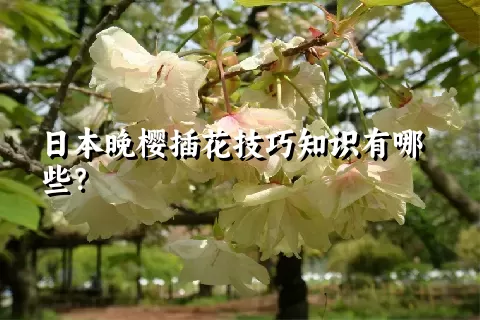 日本晚樱插花技巧知识有哪些？